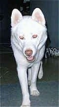 Close up front view - A pure white Siberian Husky dog is walking along a carpeted surface, its mouth is open and it is looking forward. It has a brown nose and golden brown eyes.