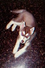 Topdown view of a grey and white Siberian Husky that is laying on a speckled surface and it is looking up.