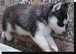 A tiny black and white Siberian Husky puppy is sleeping across a rug and there is a couch under it.