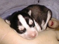 A tiny newborn, black and white Siberian Husky puppy is laying in the hands of a person.