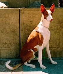 A brown and white Ibizan Hound dog is sitting in front of a wall with carvings on it