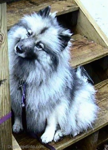 A Keeshond is sitting on a wooden deck staircase with its head tilted to the right