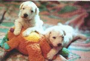 Two Komondor puppies are laying on top of and against a brown plush bear