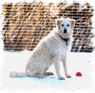 A white Kuvasz is sitting outside in snow with a red ball next to it and a fence behind it.