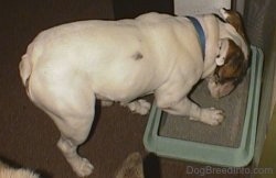 Top down view of Spike the Bulldog stepping into a litter box