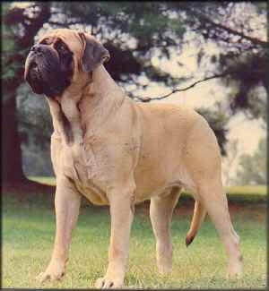 Front-side view - A tan with black English mastiff is standing in grass and looking up. There are trees behind it.