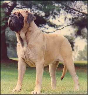 all types of mastiff dogs