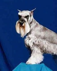 Upper body shot - A grey with white Miniature Schnauzer is standing against a blue table and there is a blue backdrop behind it. Its eyes look slanty because of the black coloring around them.
