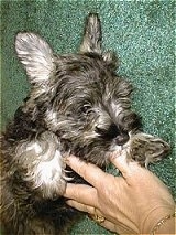 Close Up - A black with white and grey Miniature Schnauzer puppy is laying on its side on a green carpet. A persons hand is touching the chest of the puppy.
