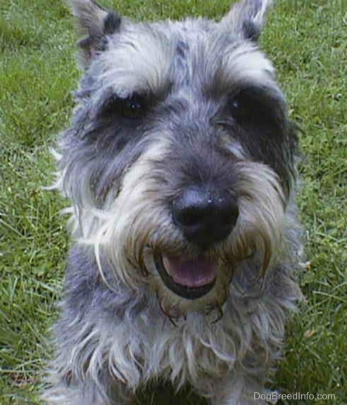 grey schnauzer