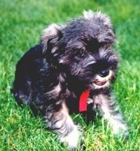 A small black with tan Miniature Schnauzer puppy is wearing a red collar sitting on grass looking forward. Its mouth is slightly open.