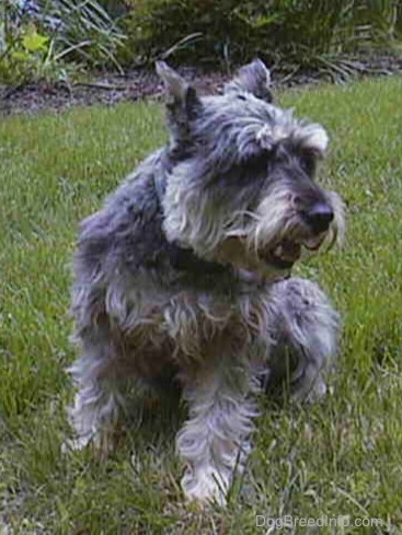 grey schnauzer