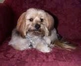 A tan and black with white Yorkie-Apso is laying next to the arm of a red couch.