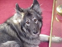 Side view upper body shot - A black, grey with white wolf-looking mixed breed dog is laying on a red carpet.