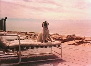 A sepia toned image of a tan puppy sitting on a lawn chair near a beach activly barking. You can see the water in the distance behind the dog.