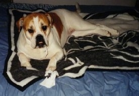 View from the front - A white with tan Olde English Bulldogge is laying on a bed on top of a black with white blanket.
