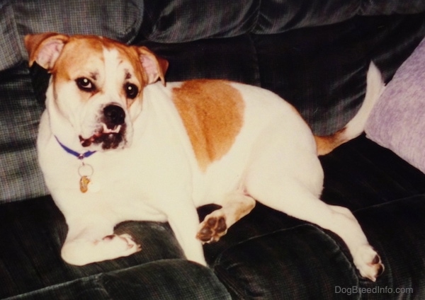 Side view - A white with tan Olde English Bulldogge is laying on a couch looking forward. The dog has a large underbite showing its bottom canine teeth which are over top of its upper lips.