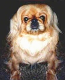 Close up front view - A brown with white Pekingese is laying on a carpet and it is looking up.