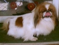 Side view - A white with brown Pekingese is sitting on a green doormat and it is looking forward. It is licking its own nose.