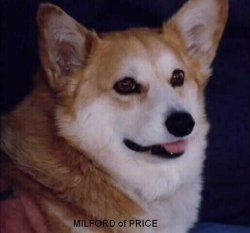 Close up head shot - A tan with white Pembroke Welsh Corgi is looking to the right of its body. Its mouth is open and tongue is out. The words - Milford of Prince - is overlayed in the bottom middle of the image.