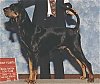 A black and tan Coonhound is standing on a stand and it is being posed by a person standing behind it.