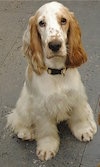 A white with tan English Cocker Spaniel is sitting on a sidewalk and he is looking up.