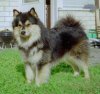 A black with tan and white Finnish Lapphund is standing in grass and it is looking forward.