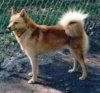 A brown and tan Finnish Spitz is standing in dirt and it is looking to the left. There is a chainlink fence behind it.