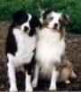 A black with tan and white Miniature Australian Shepherd and a white with tan Miniature Austalian Shepherd. They are sitting in grass and looking up. There heads are tilted to the right.