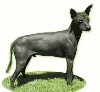 A black Xoloitzcuintle is standing on grass. The background of the image has been removed.