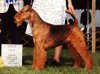 A red with black Airedale Terrier is standing on grass and looking to the left. There is a person standing behind him and posing the dog.