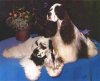 Two black and white American Cocker Spaniels are sitting and laying on a blue blanket. They are looking to the left.