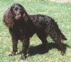 A black American Water Spaniel is standing in grass and it is looking to the right.