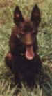 A brown Australian Kelpie is sitting in grass. Its mouth is open and tongue is out. Its head is level with its body.