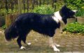 Right Profile - A black with white Border Collie that is standing on a brick surface. It is looking to the right.