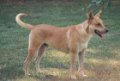 Right Profile - A tan with white Carolina Dog is standing in grass. Its mouth is open and tongue is out.