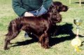 Right Profile - A brown Field Spaniel is posing in grass and it is looking to the right. There is a trophy and a ribbon in front of it. There is a person kneeling behind it.
