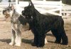 A black with tan and white Giant Schnauzer is standing behind a black Giant Schnauzer and they are standing on a dirt surface and they are looking to the left.