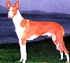 Left Profile - A red with white Ibizan Hound is standing in grass and it is looking to the left.