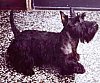 Right Ptofile - A black Scottish Terrier is standing on a tiled floor and it is looking up.
