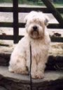 A white Soft-Coated Wheaten Terrier is sitting on a stone step and it is looking forward. There is a wooden fence behind it.