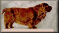 Right Profile - A brown Sussex Spaniel is standing on a table and it is looking to the right.