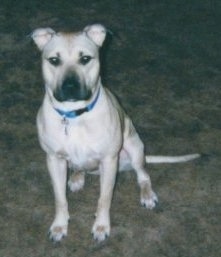 A tan with white American Pit Bull Terrier is sitting on a carpet and it is looking forward.