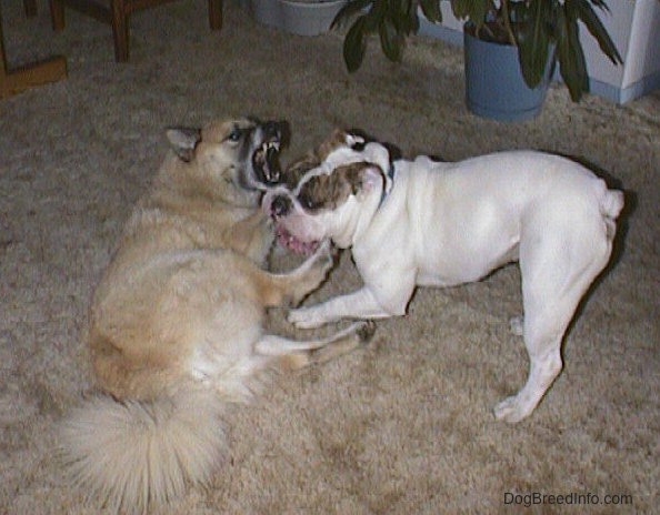 Spike the Bulldog and a tan with white Shepherd Husky that is laying on its left side. They are biting at each other and they are playing on a tan carpet.