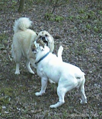 Spike the Bulldog and a tan with white Shepherd Husky are playing in a heavily leaved area. The bulldog has his paw in the air.