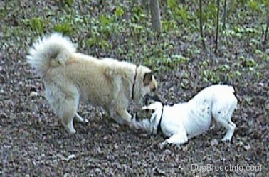 The side of a tan with white Shepherd Husky that is biting at the side of Spike the Bulldog outside in the woods.