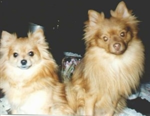Close up - Two Pomeranians are sitting back to back and they are looking forward.