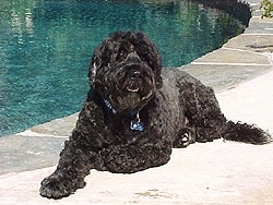 Portuguese Water Dog Weight Chart