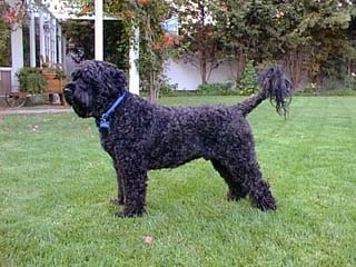 Left Profile - A black Portuguese Water Dog is standing in a lawn and it is looking to the left. Its coat is shaved and it has longer hair at the tip of its long tail.