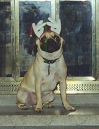 A tan with black Pug is wearing antlers and it is sitting in front of a fireplace.